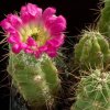 Echinocereus_sarisophorus